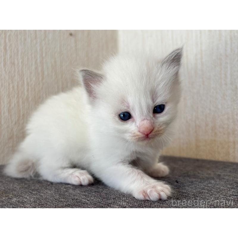 販売中の千葉県のラグドール-126626の3枚目